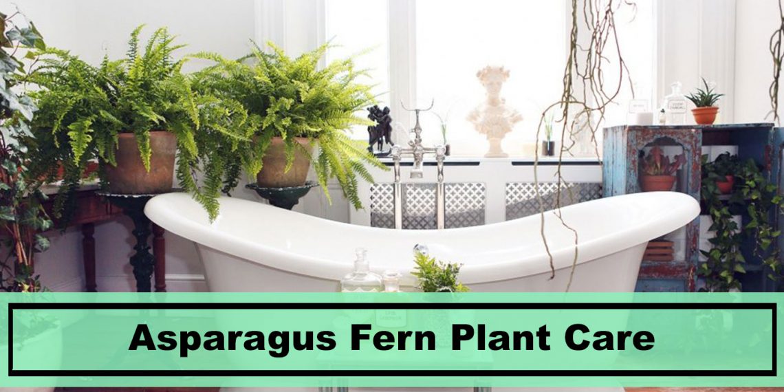 Asparagus Fern House Plant Care for 2021 Plants Spark Joy
