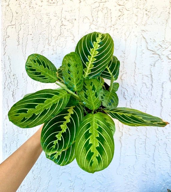 Growing Maranta Prayer Plant - Caring and Planting Tips