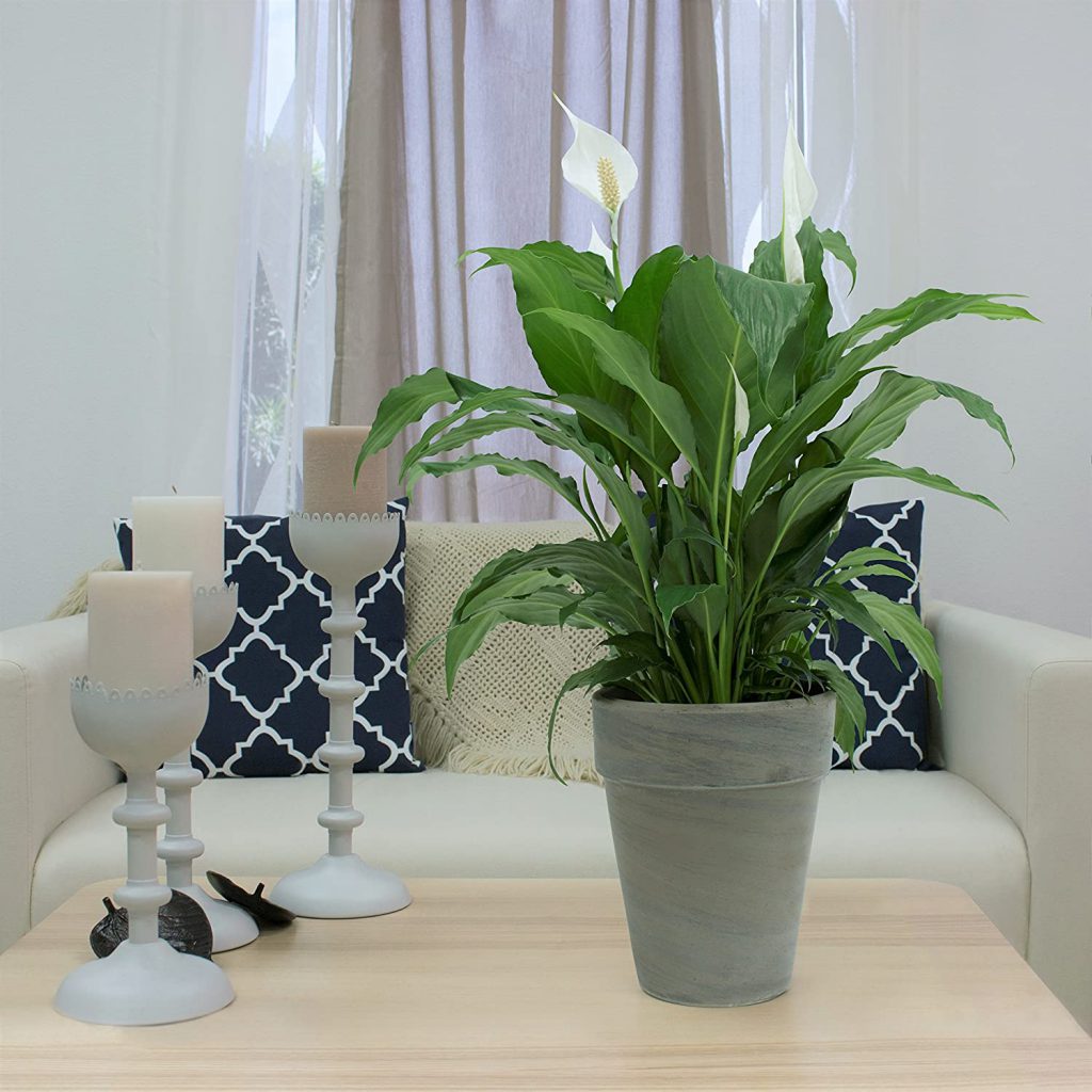 Tips on How to Get a Peace Lily to Bloom? Plants Spark Joy