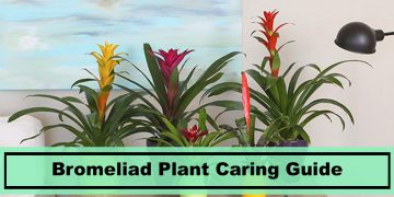 Bromeliad Plant: The Basics and Caring Tips of Raising It Indoors ...