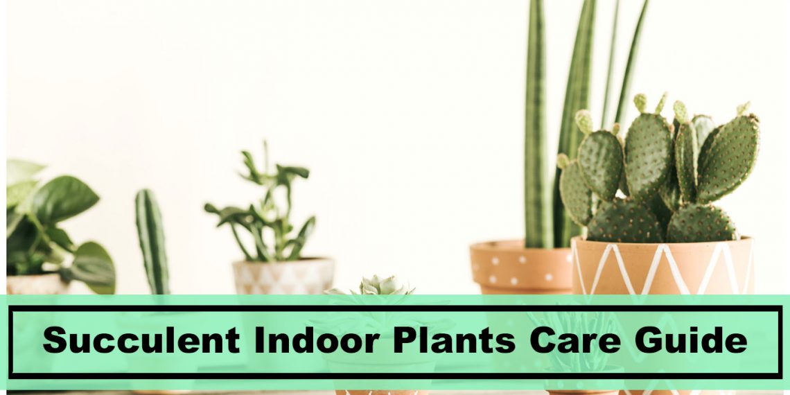 Know How to Care For Succulent Plants Indoors Plants Spark Joy
