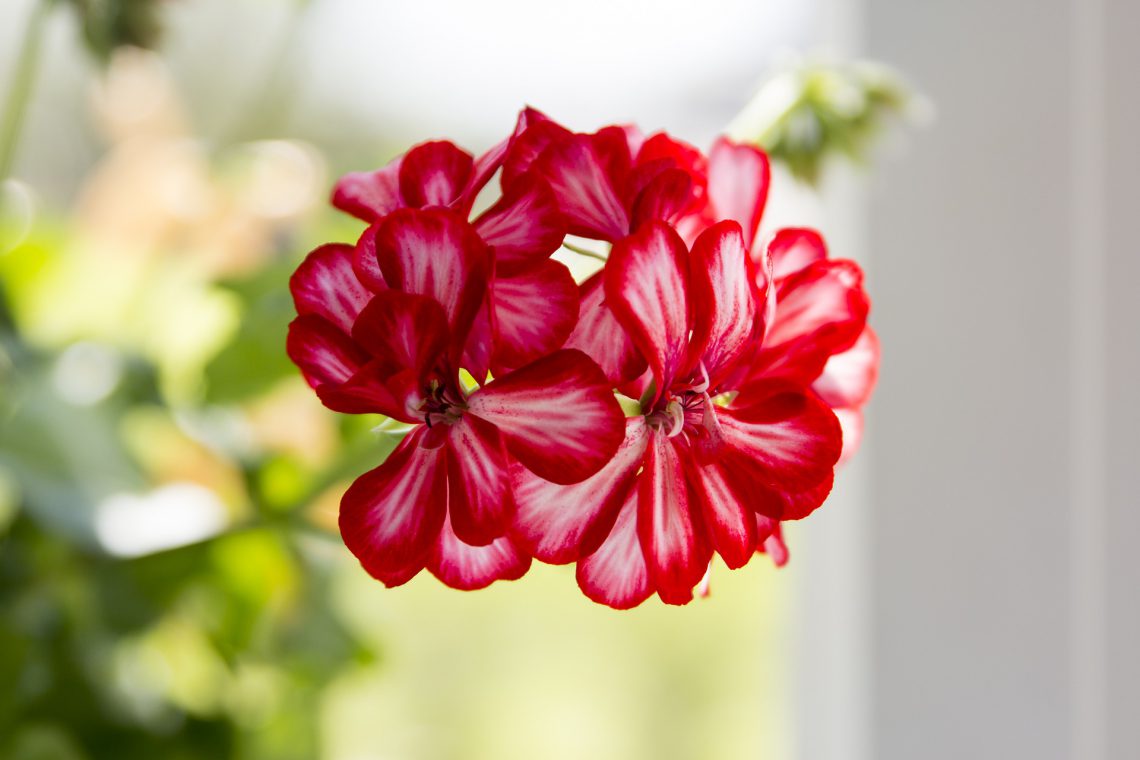14 of the Best Easy Flowers to Grow Indoors - Plants Spark Joy