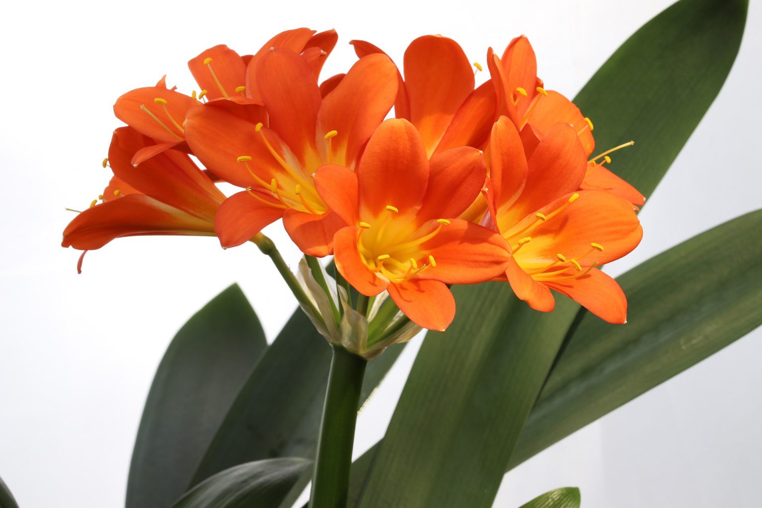 14 of the Best Easy Flowers to Grow Indoors Plants Spark Joy