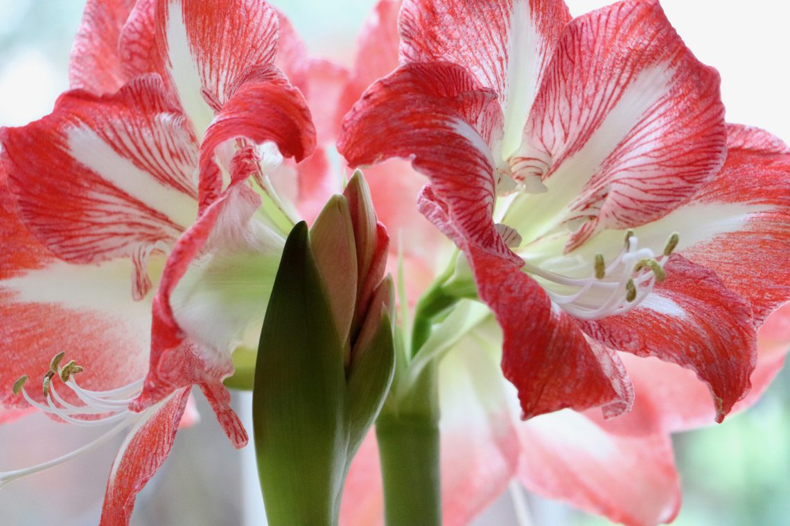 14 of the Best Easy Flowers to Grow Indoors Plants Spark Joy