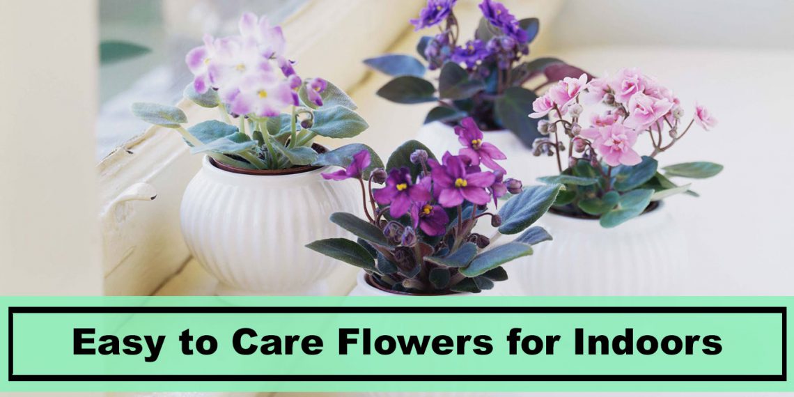 14 of the Best Easy Flowers to Grow Indoors - Plants Spark Joy