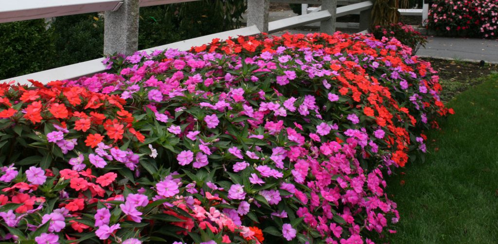 Best Flowers For Spring Garden Care Guide and Tips Plants Spark Joy