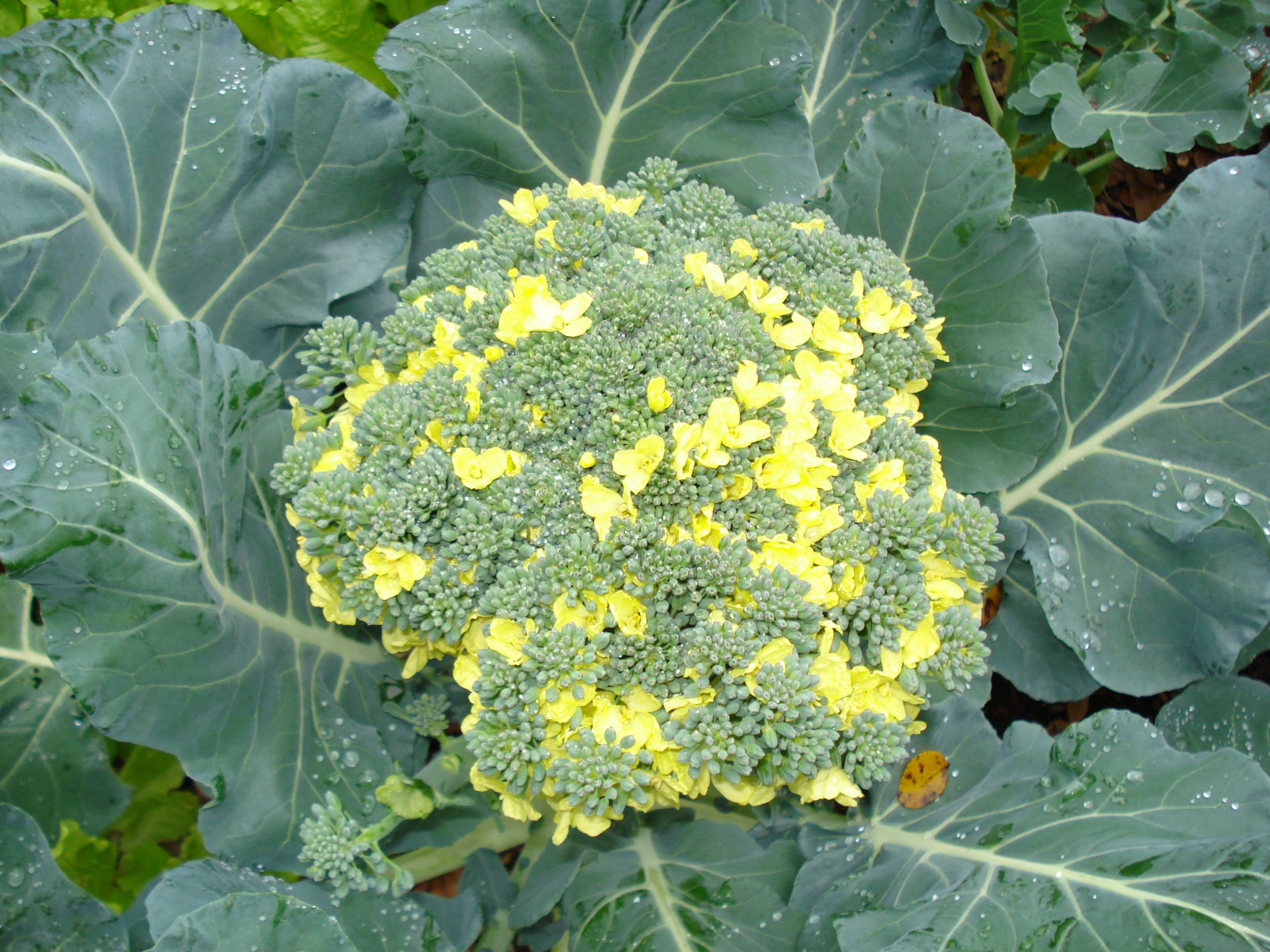 Learn How To Grow and When To Harvest Broccoli Plants Spark Joy