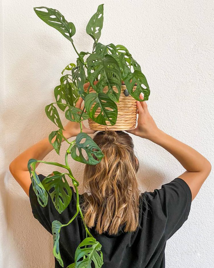 Best Houseplants and Flowers that Match Your Zodiac Sign Plants Spark Joy