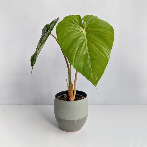 7 Most Expensive and Rare Philodendron Varieties Plants Spark Joy