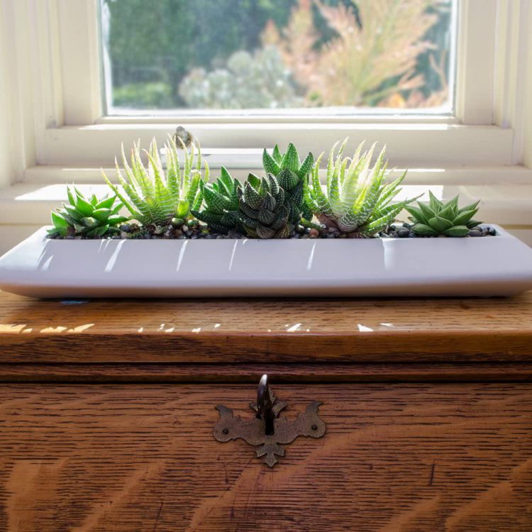 10 Best Office Desk Plants & Benefits Plants Spark Joy