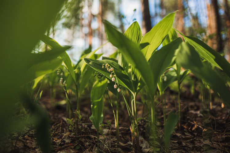 Lily of The Valley Complete Care Guide & Planting Tips Plants Spark Joy