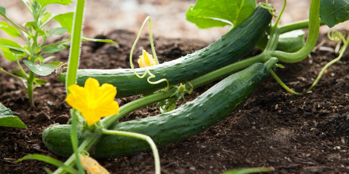 Cucumber Companion Plants Complete Planting Guide Plants Spark Joy