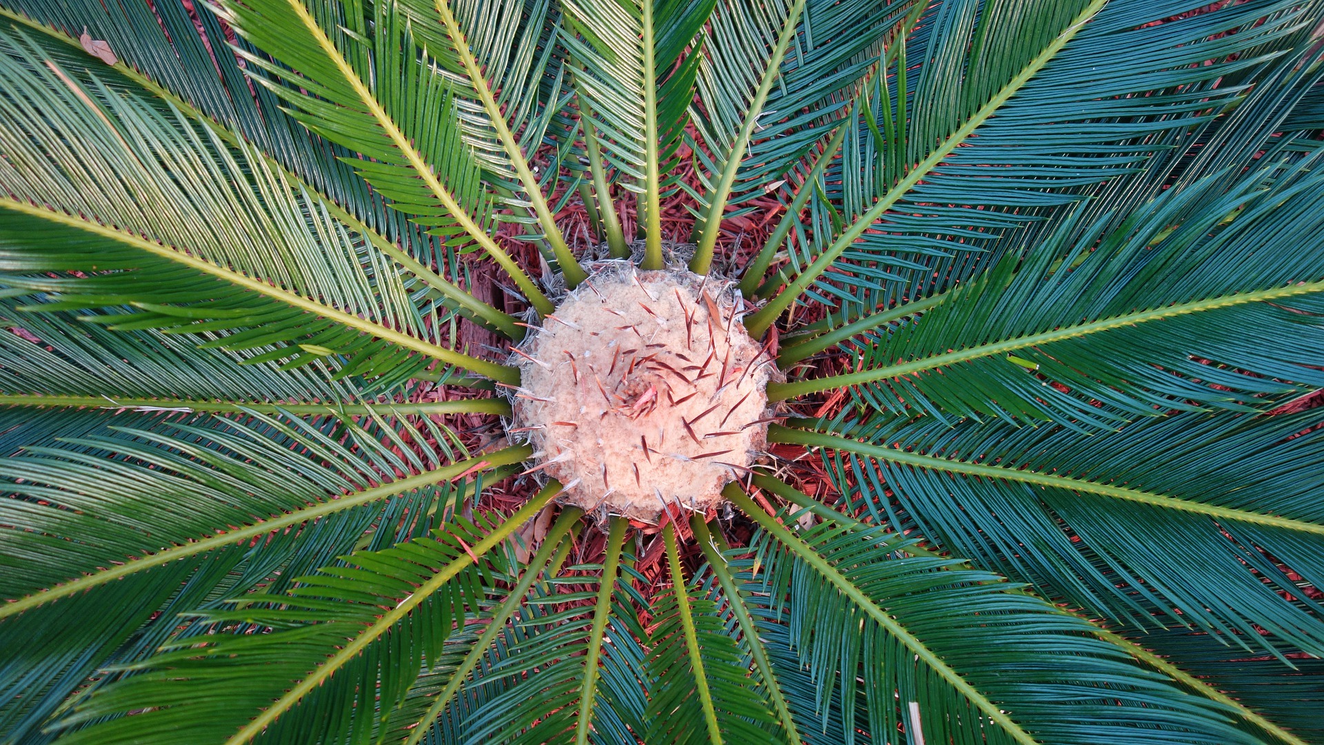 Sago Palm (Cycas revoluta) - Growing and Care Guide - Plants Spark Joy