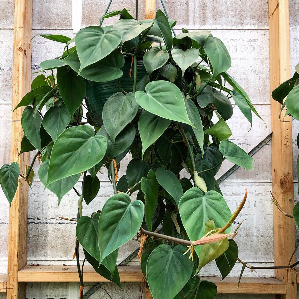 Pothos vs Philodendron Plants - How Spot the Difference - Plants Spark Joy