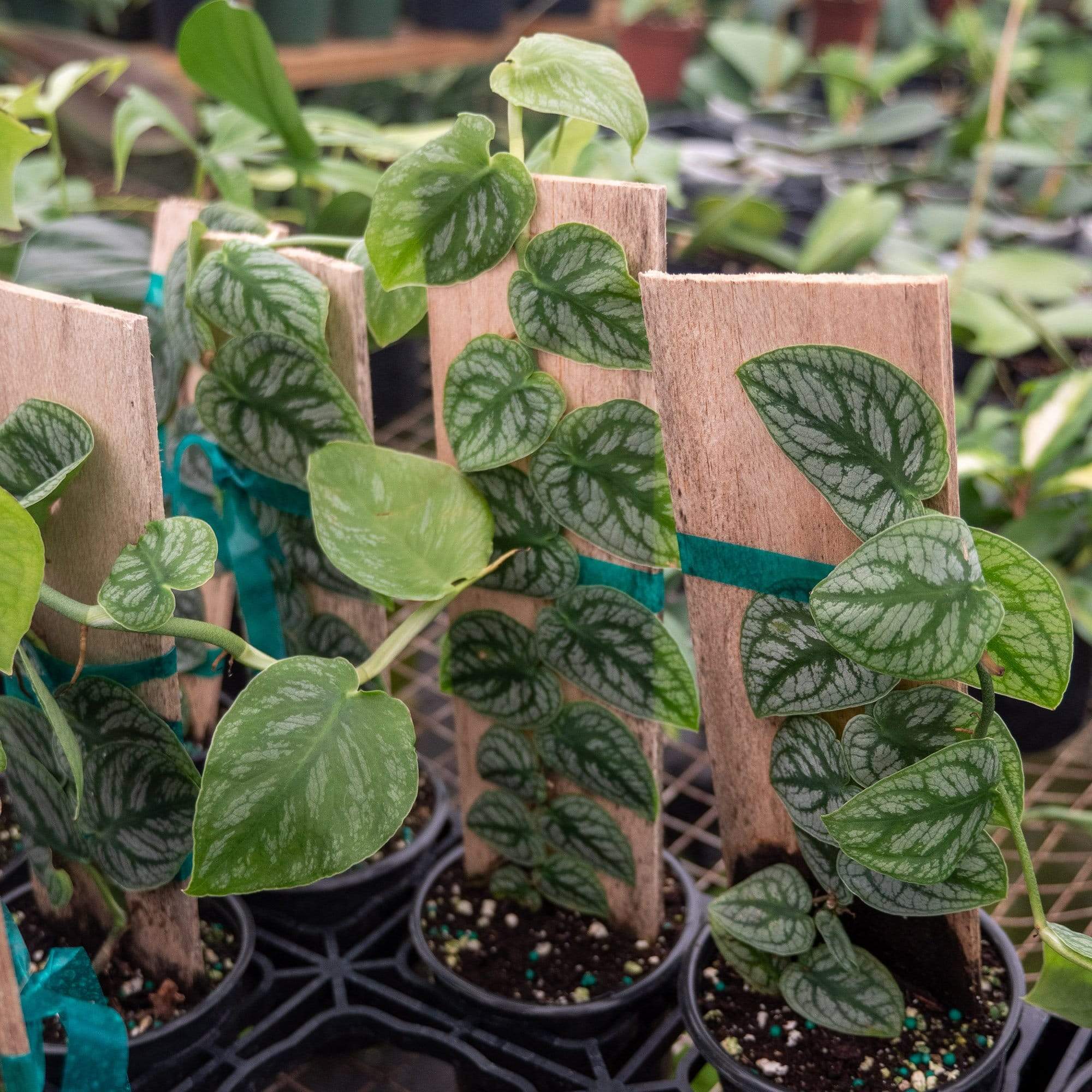 Monstera Dubia Everything You Need To Know To Care And Grow Plants Monstera Dubia Everything You Need To Know To Care And Grow Plants