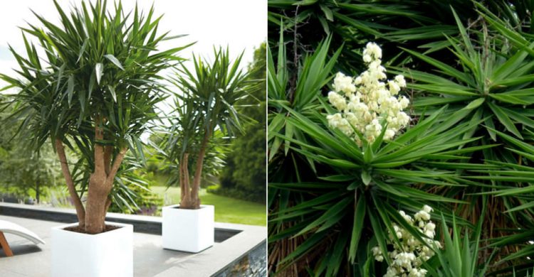 Spineless Yucca - Plant Growth and Caring Tips - Plants Spark Joy