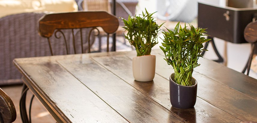 lucky bamboo on dining table