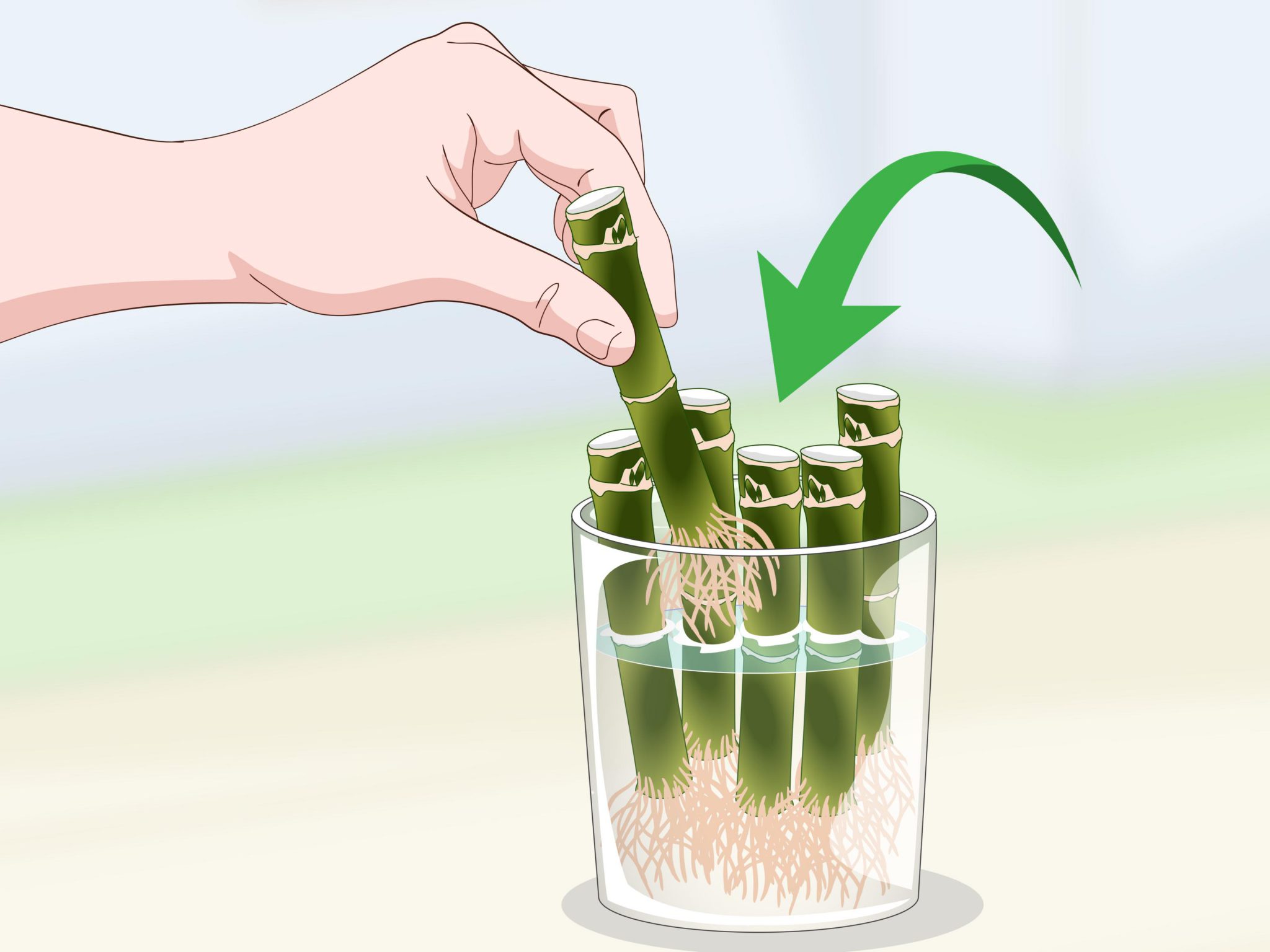 Lucky Bamboo Growing And Caring Tips And Feng Shui Plants Spark Joy