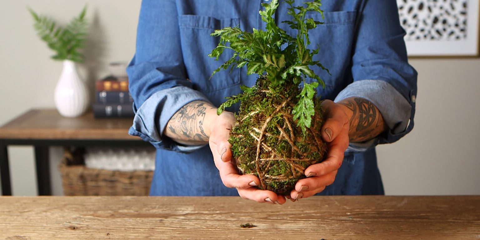 Kokedama How to Make Moss Ball, Growing and Caring Guide Plants