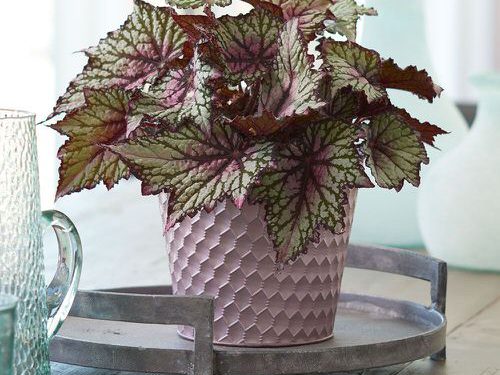 Rex Begonia - How to Grow and Care as a Houseplant - Plants Spark Joy