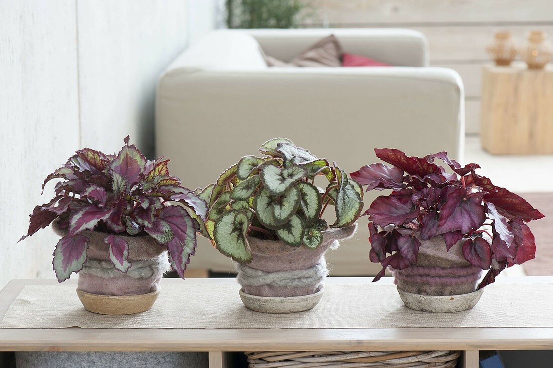 Rex Begonia - How to Grow and Care as a Houseplant - Plants Spark Joy