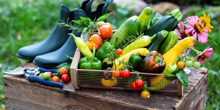 12 Popular Summer Vegetables You can Grow in the Season - Plants Spark Joy
