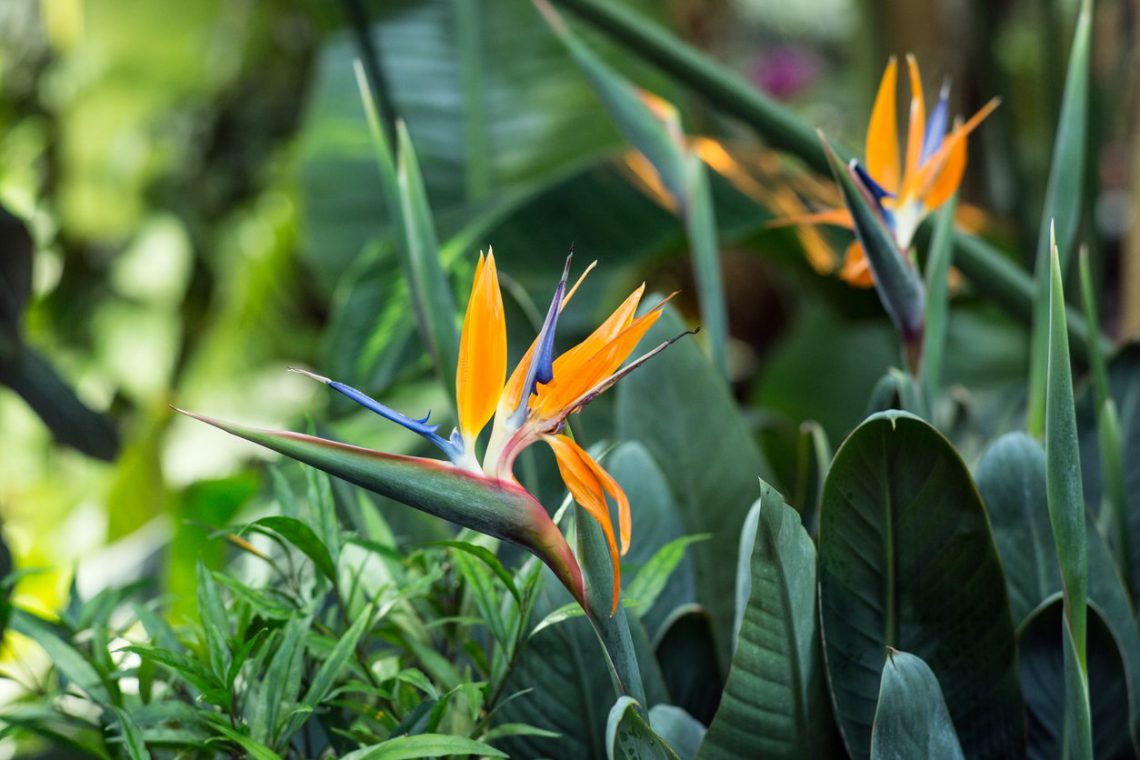 Bird of Paradise Houseplant Plant Care and Guide Plants Spark Joy