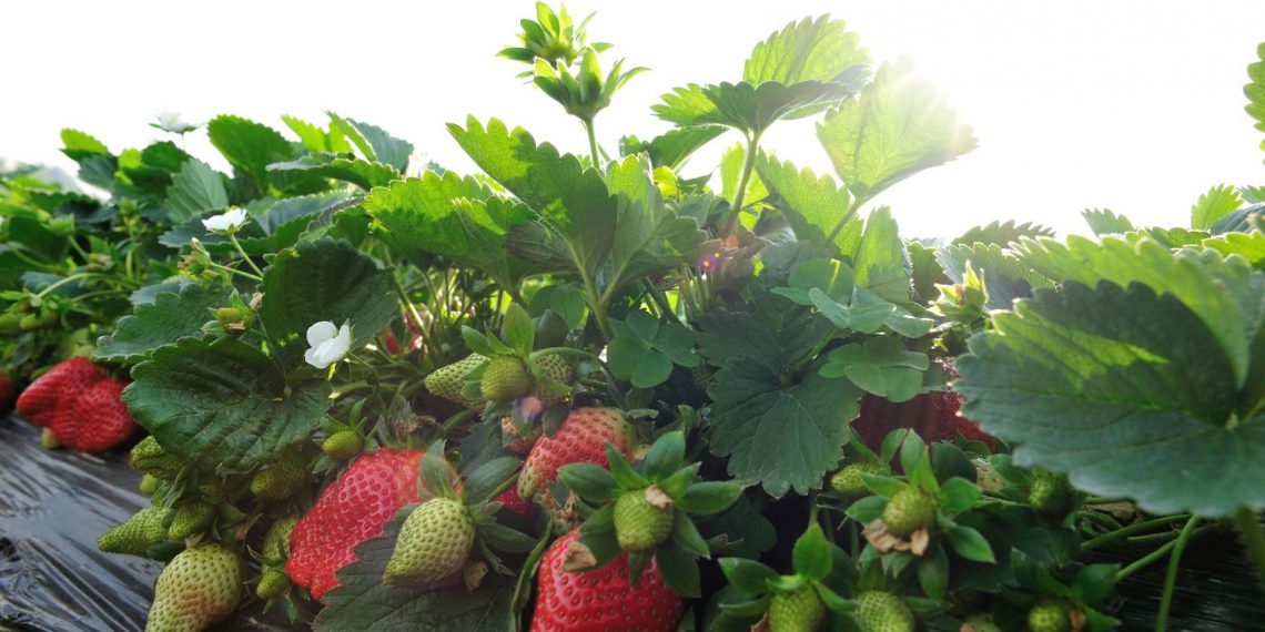 Growing Strawberries Helpful Tips and Caring Guides Plants Spark Joy