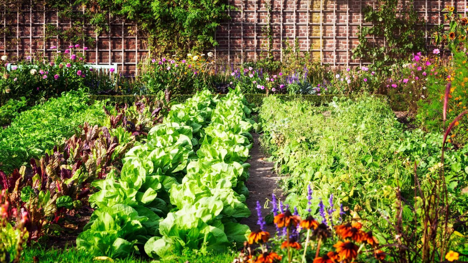 Carrot Companion Plants Guide Ultimate Planting Tips Plants Spark Joy