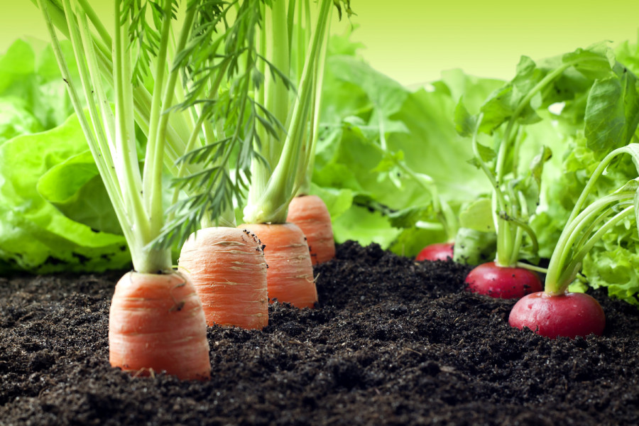 Image of Carrots and radishes vegetable garden