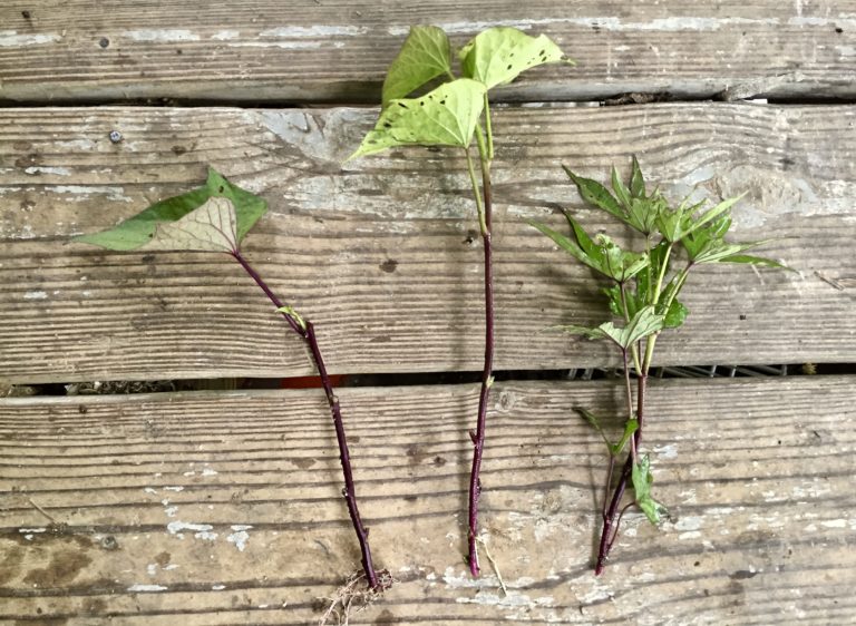 Growing Sweet Potatoes - Tips and Planting Guides