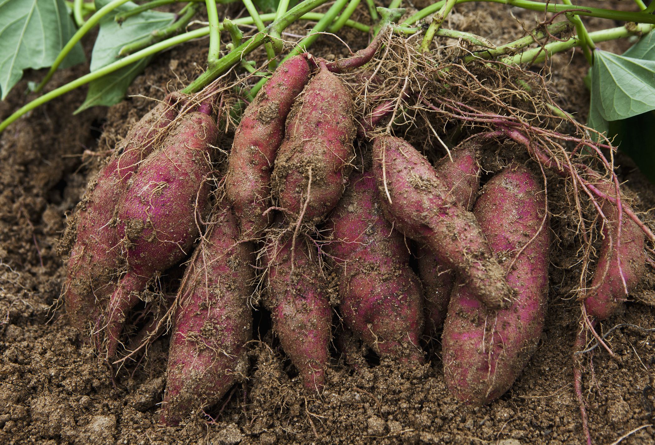 Sweet Potato Plants