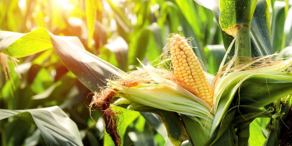Growing Sweet Corn in Garden Tips and Planting Guide Plants Spark Joy