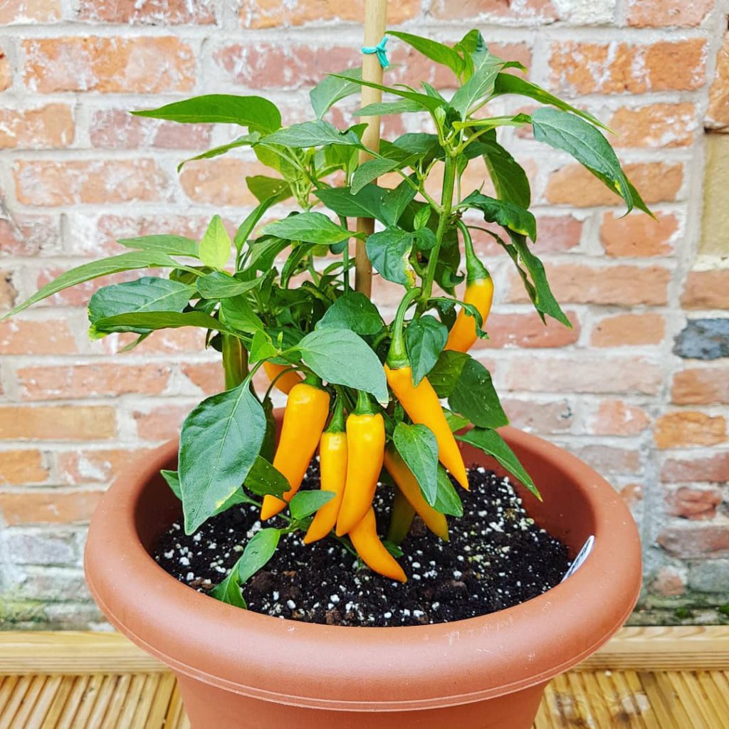 Growing Peppers Tips and Planting Guide Plants Spark Joy