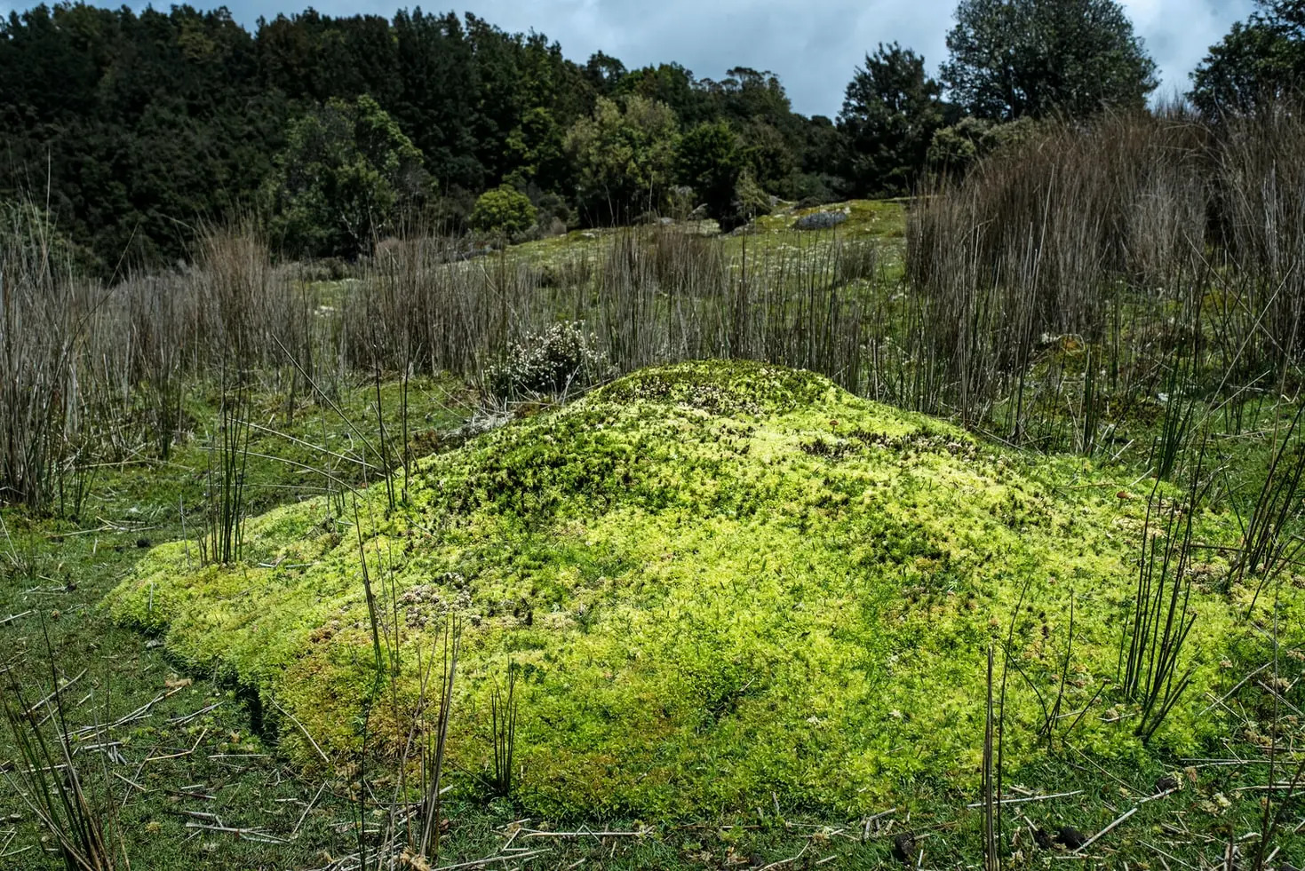 10 Ways to Use Sphagnum Moss for Plants