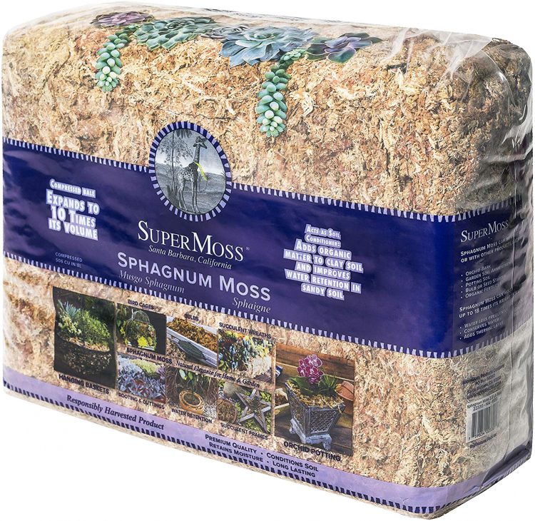 10 Ways to Use Sphagnum Moss for Plants Plants Spark Joy