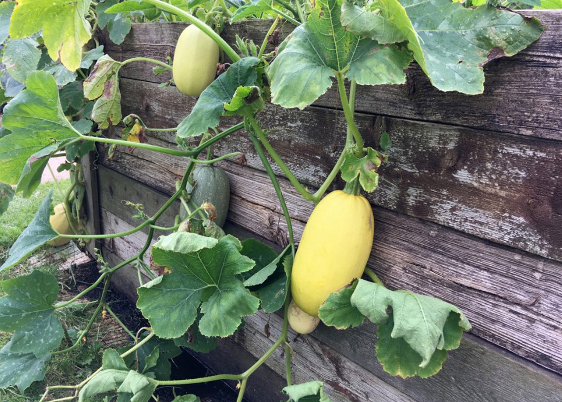 Tomato Companion Plants Benefits and What Grows Best with Tomatoes