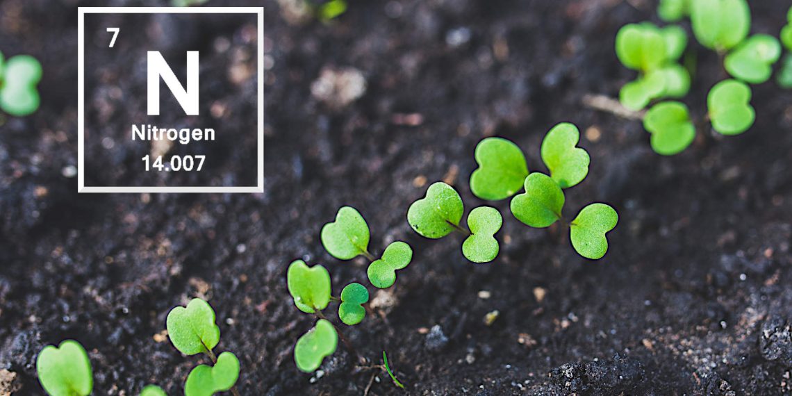 How to Add Nitrogen to Soil to Create Healthy Plant Growth Plants