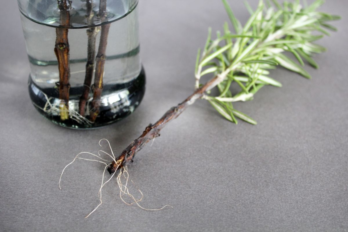How To Propagate Rosemary Plants Tips And Guide Plants Spark Joy