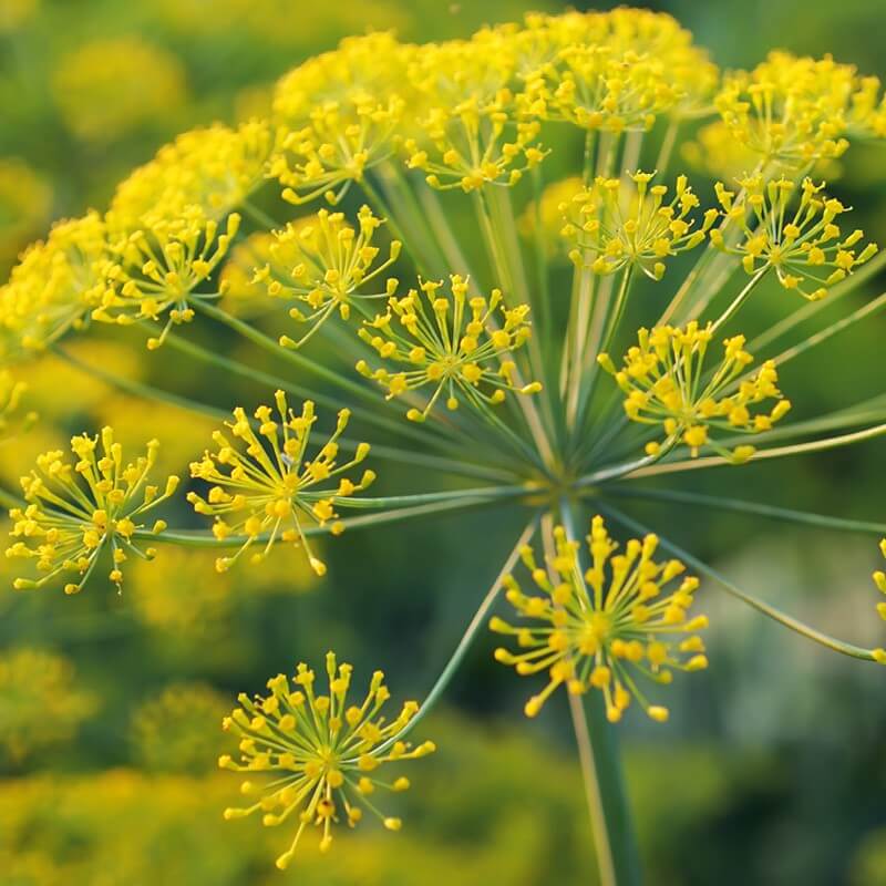 Growing Dill - Planting and Harvesting Guide - Plants Spark Joy