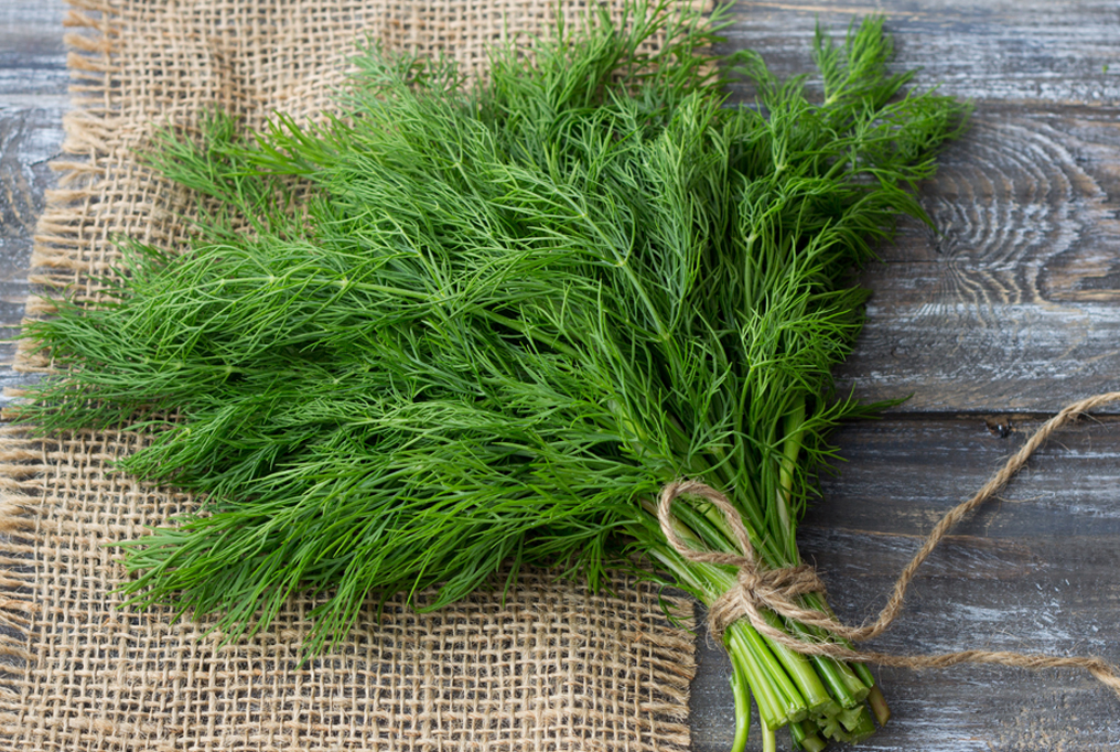 Growing Dill - Planting and Harvesting Guide - Plants Spark Joy