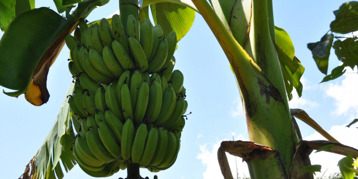 Growing Bananas Planting and Caring Guide Plants Spark Joy