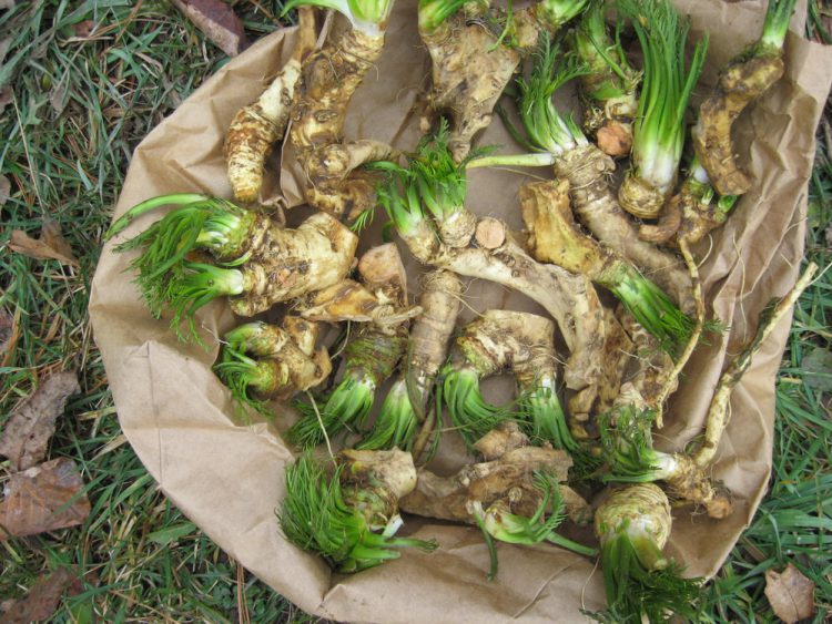 Growing Horseradish Planting and Harvesting Guide Plants Spark Joy