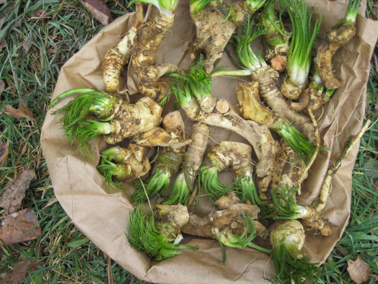 Growing Horseradish Planting and Harvesting Guide Plants Spark Joy