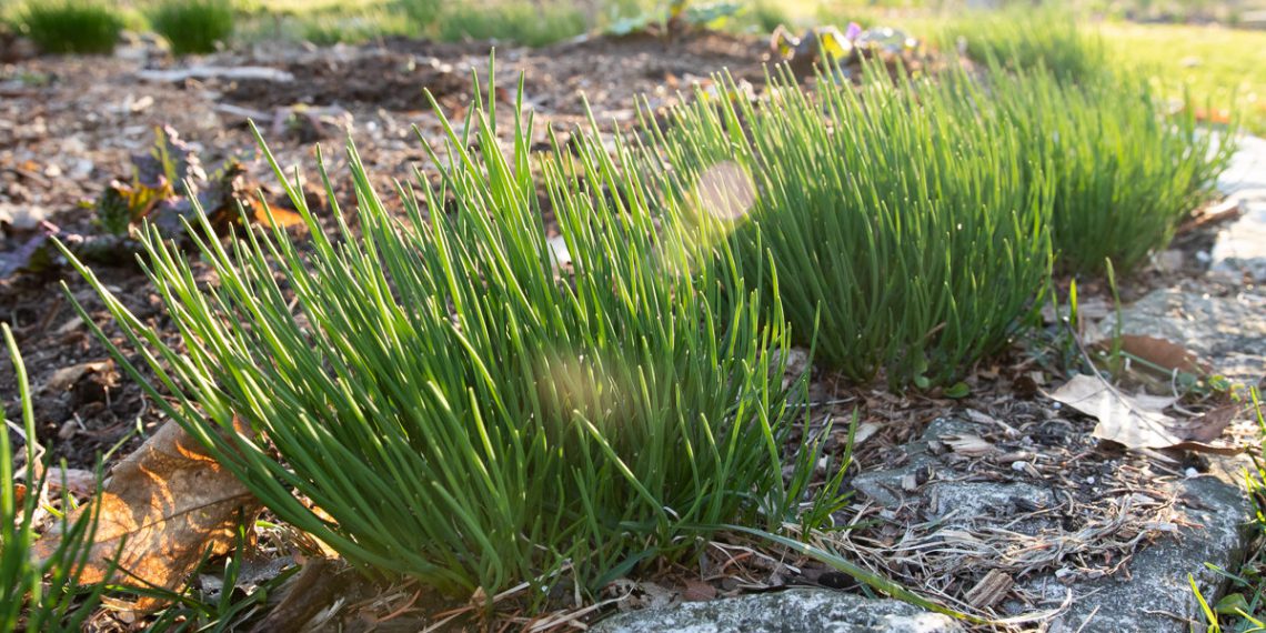 Growing Chives How to Plant and Harvest Guide Plants Spark Joy