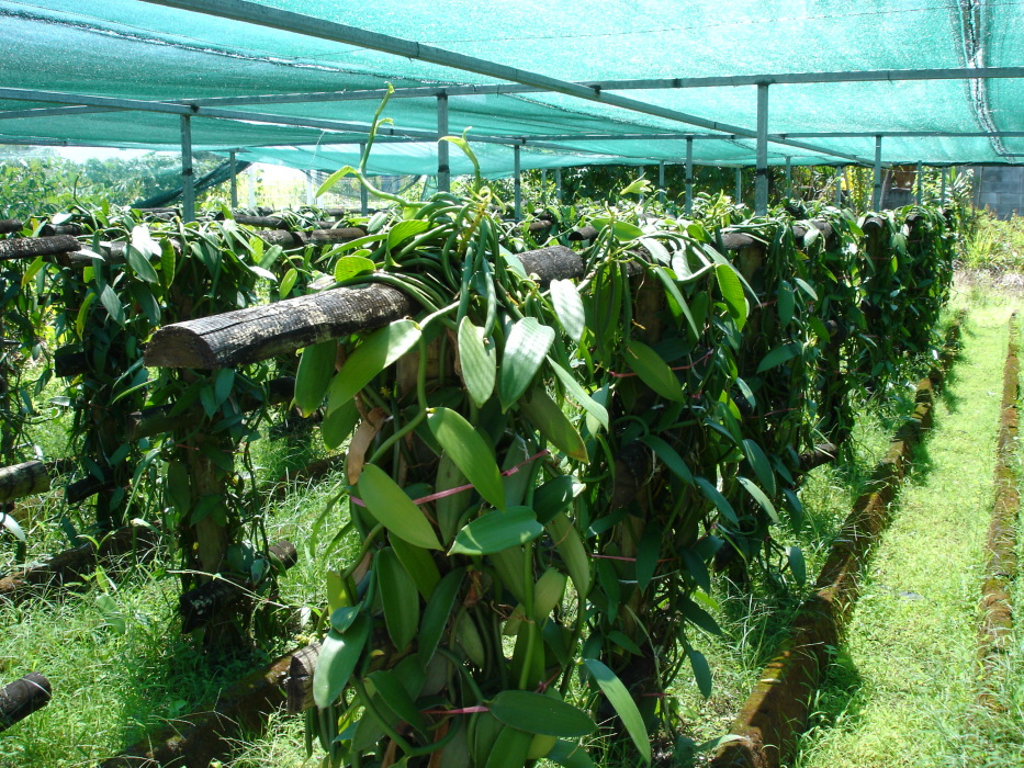 Growing Vanilla Guide To Harvesting Planting Best Uses Plants 