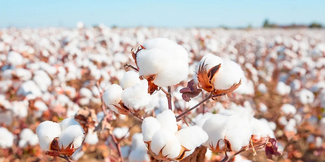Guide to Harvesting, Planting, and Growing Cotton Plants Spark Joy