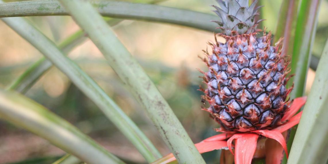 Guide to Harvesting, Planting, and Growing Pineapples Plants Spark Joy