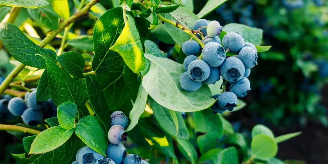 Guide to Planting, Harvesting, and Growing Blueberries Plants Spark Joy