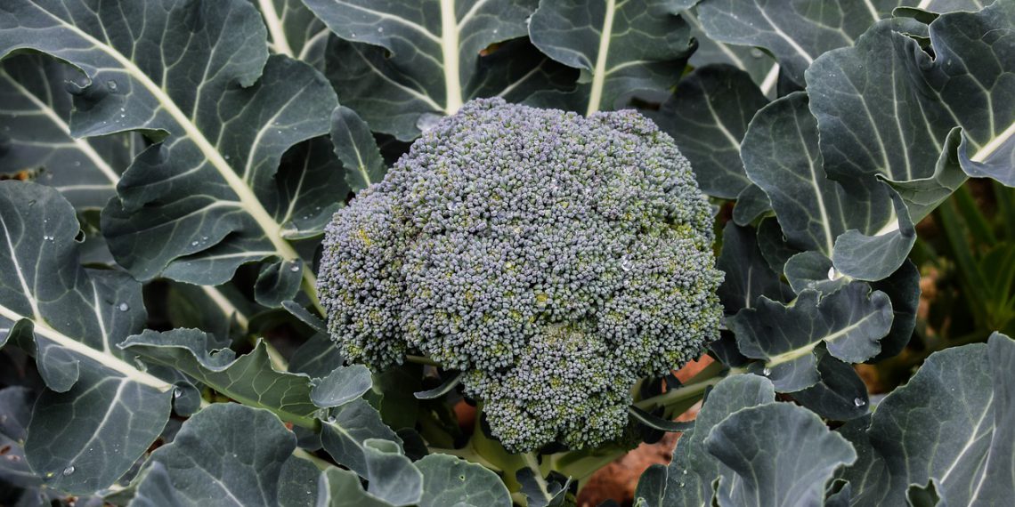 Guide to Planting and Growing Broccolini in Garden Plants Spark Joy